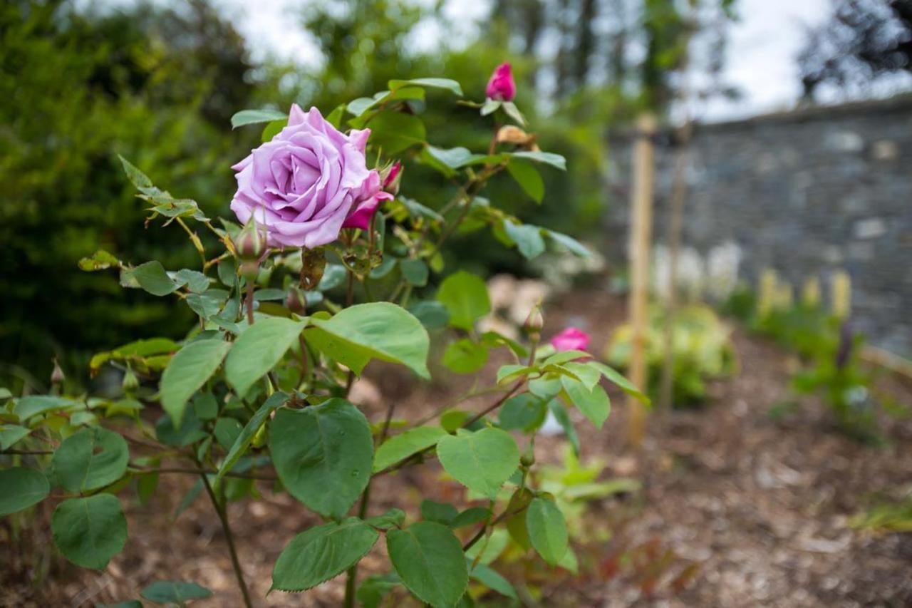 The Paddocks Cabin - Stylish, Cozy & Private คิลลาร์นีย์ ภายนอก รูปภาพ